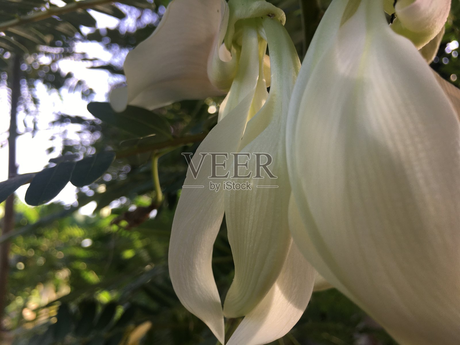 田菁白色的花园里照片摄影图片