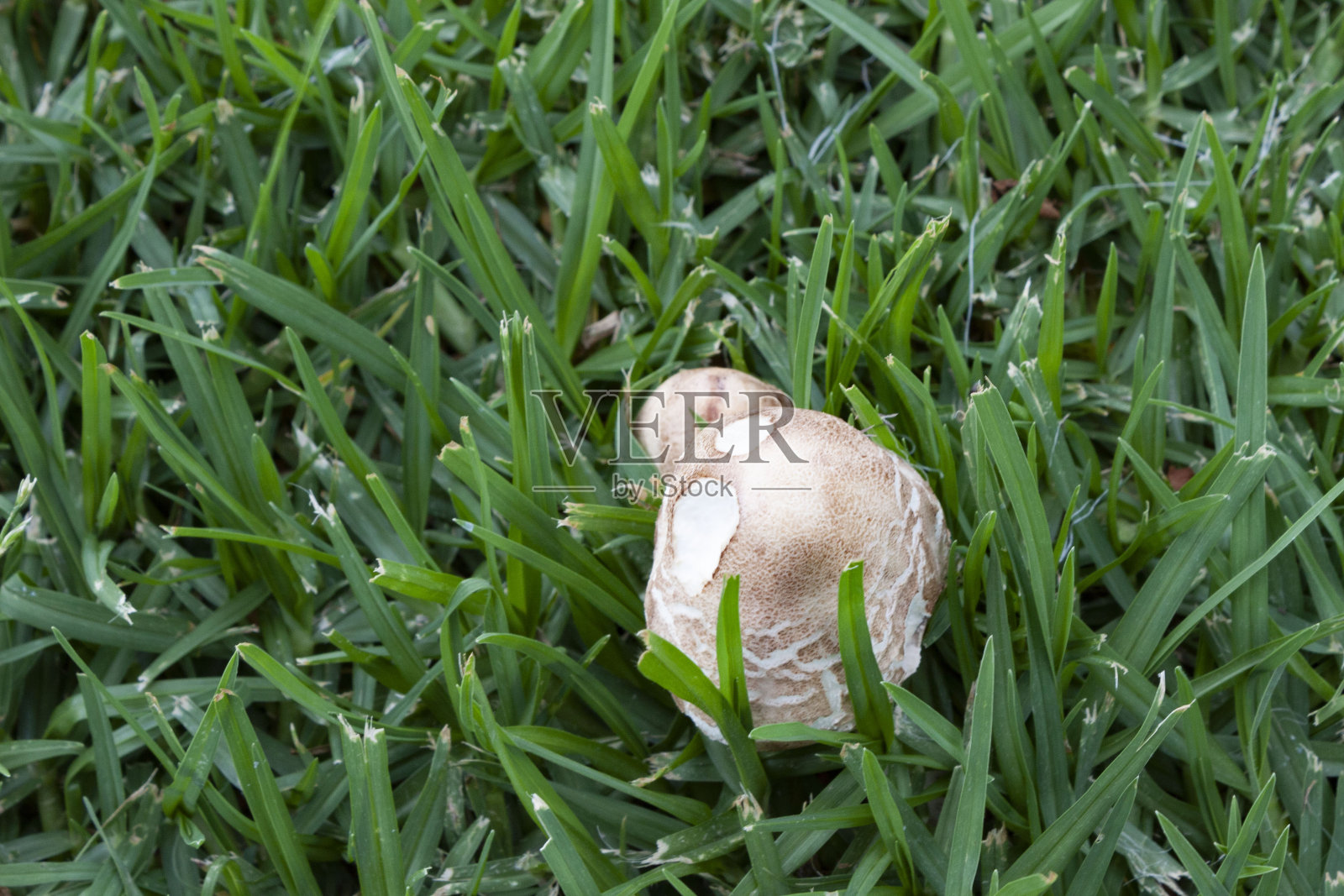 蘑菇照片摄影图片