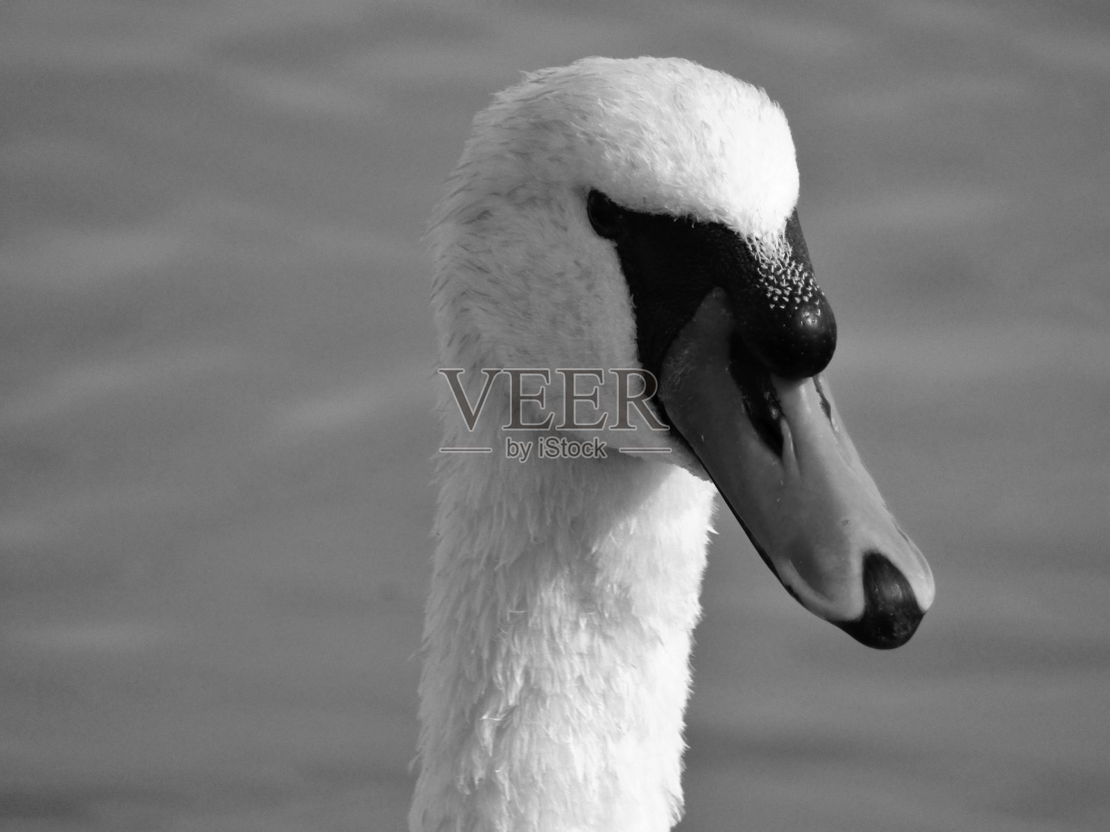 天鹅头特写照片摄影图片