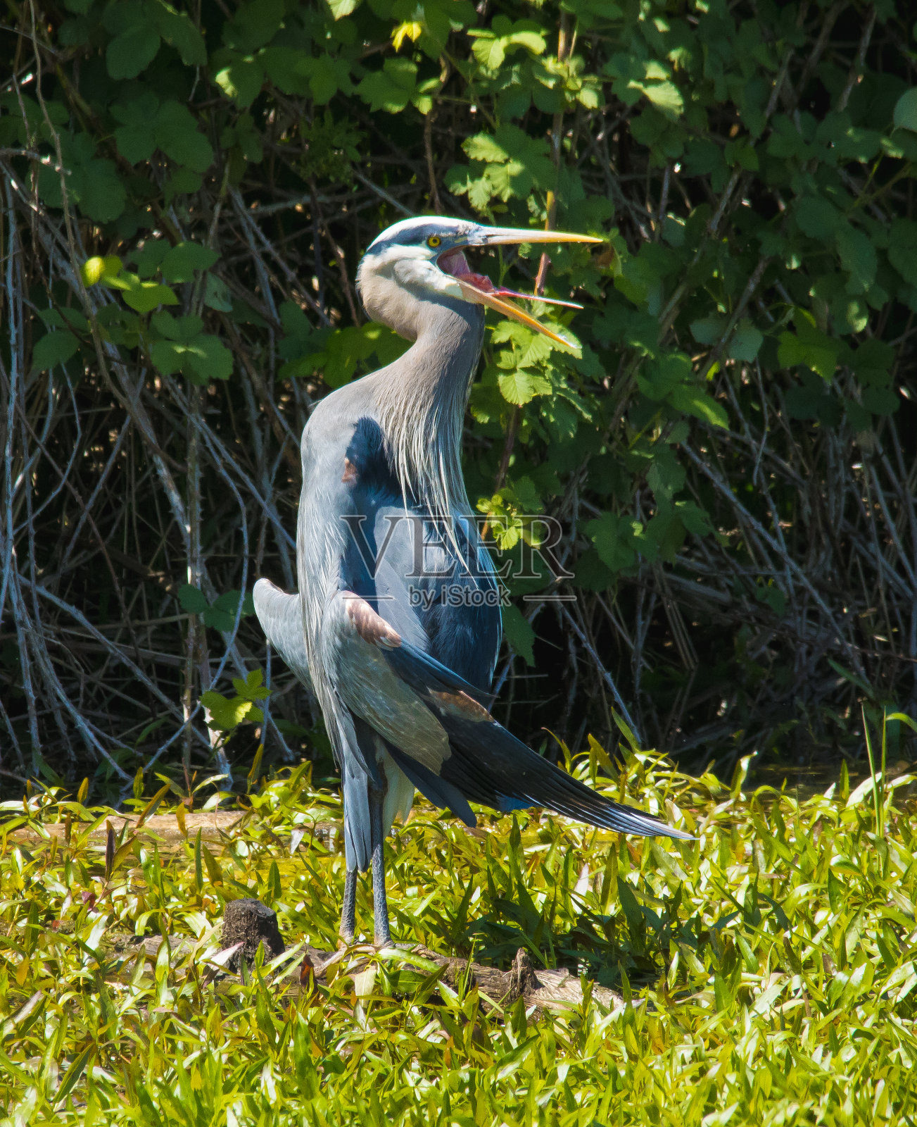 鹭照片摄影图片