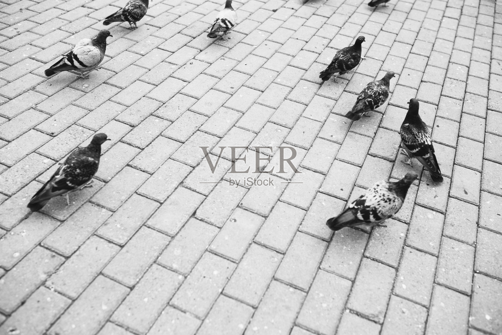 自然背景，黑白风景。鸟类在自然界中照片摄影图片