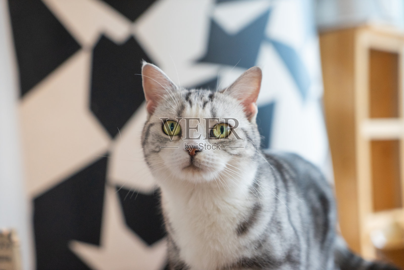 虎斑猫室内宠物猫照片摄影图片