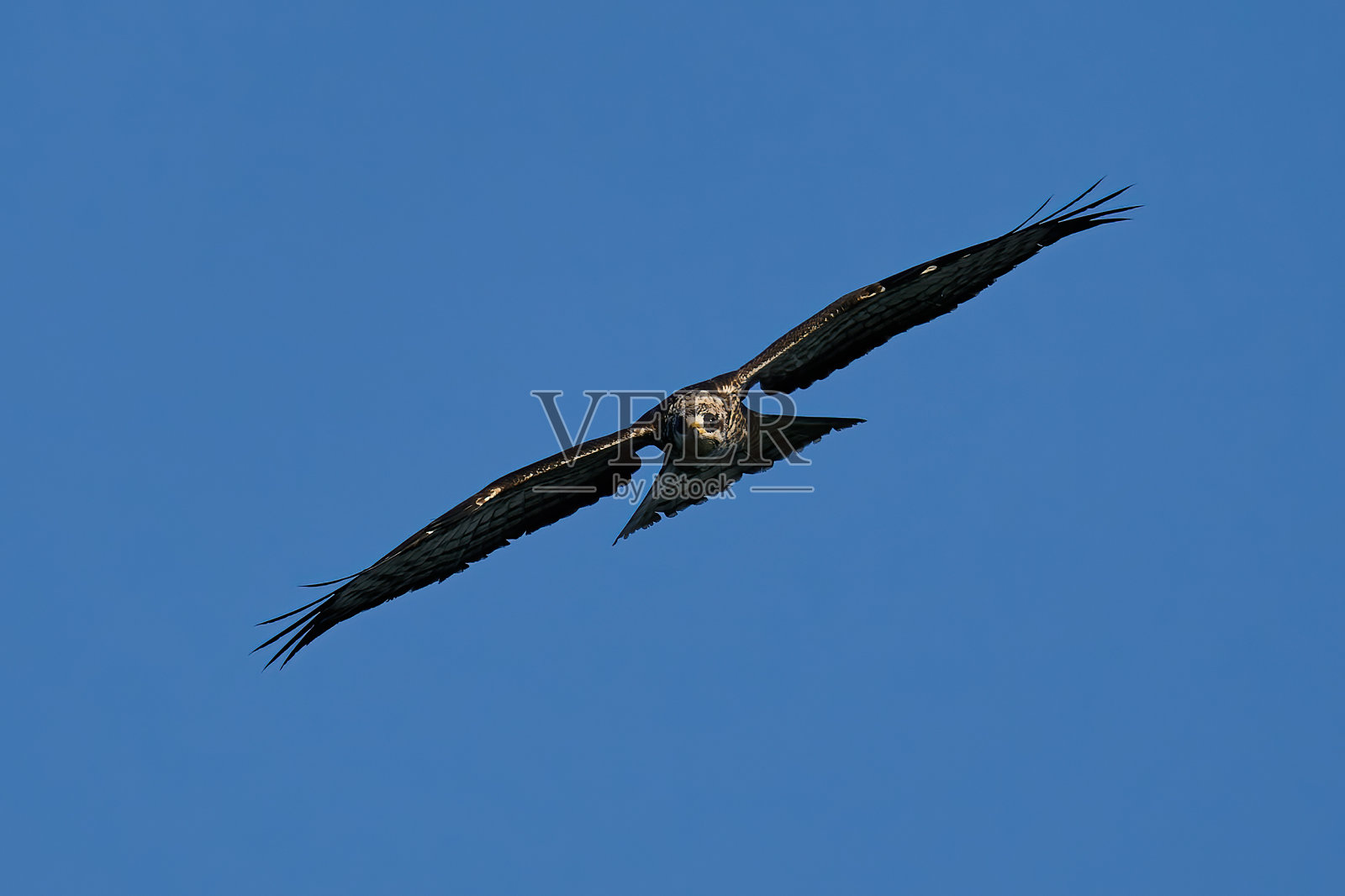 欧洲蜂雕(蜂雕)照片摄影图片