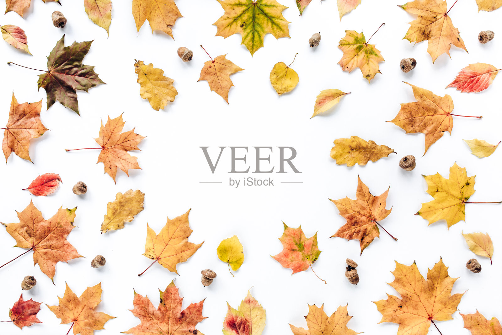 红色秋叶图案框架与最小的创意浆果安排图案在白色的背景。平躺，俯视图。圣诞背景壁纸照片摄影图片