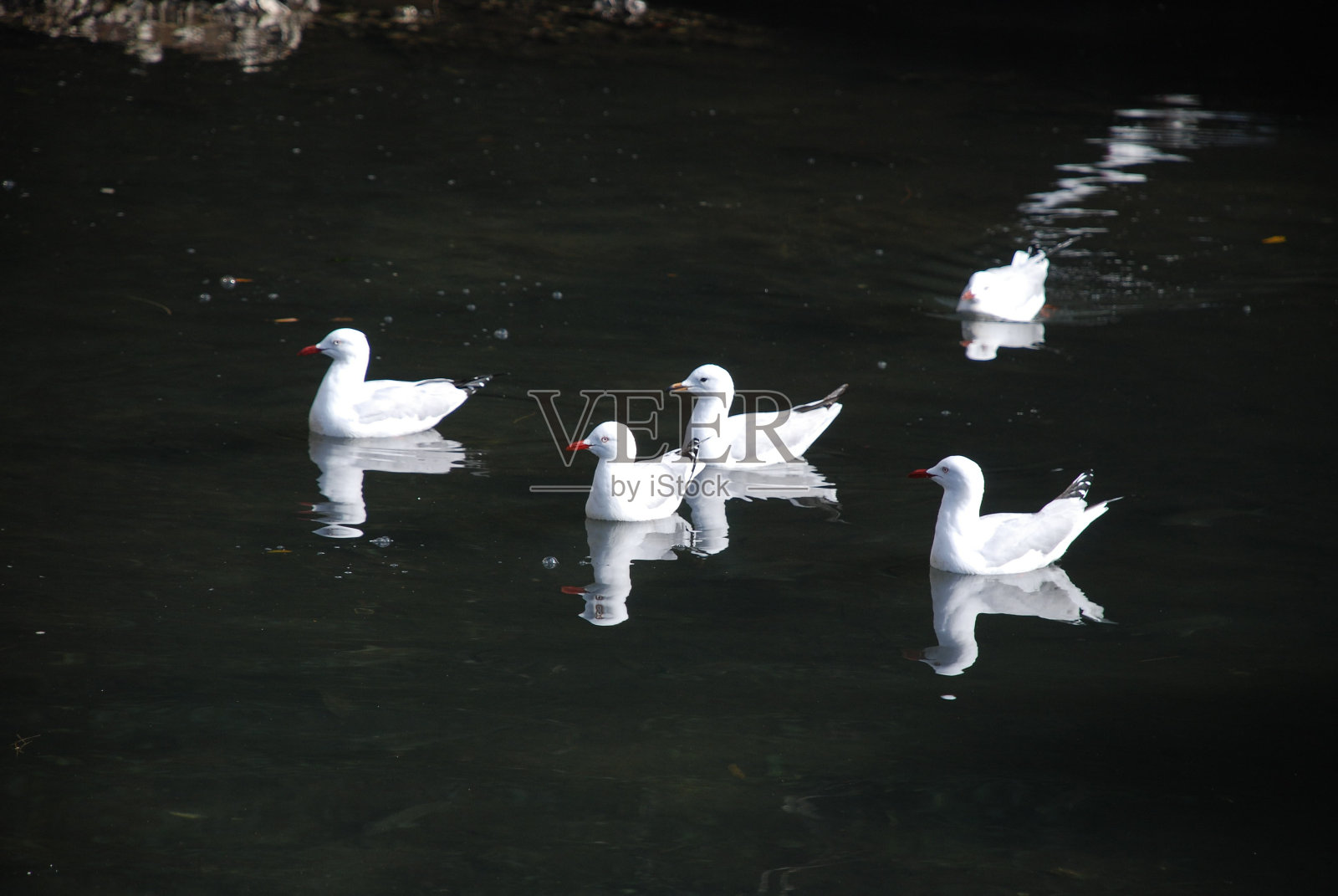 一群慢慢游泳的海鸥照片摄影图片