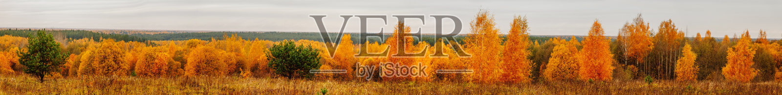 美丽的黄色的树。秋天的森林在阴天。全景景观。照片摄影图片