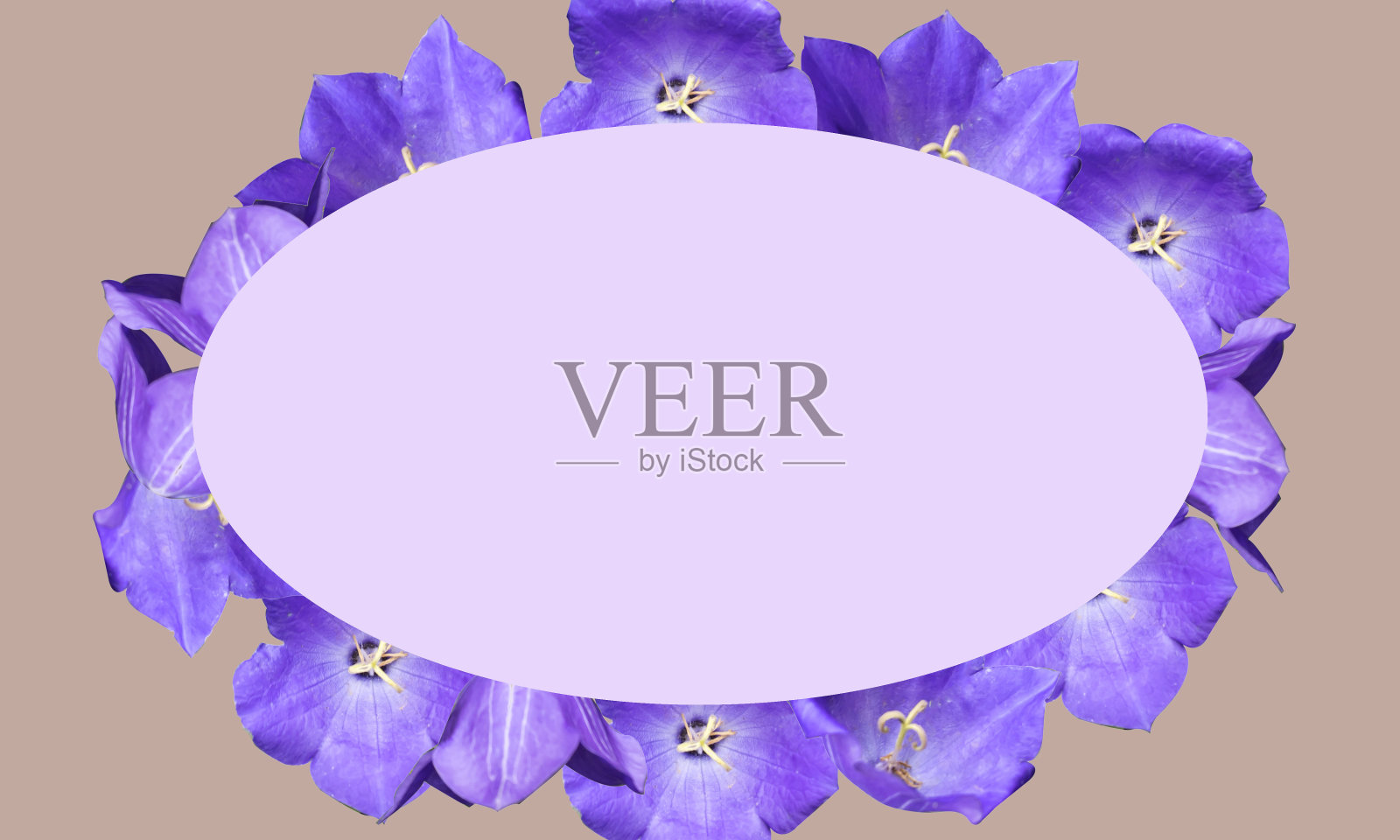 美丽的框架与空间的文本丁香花照片摄影图片