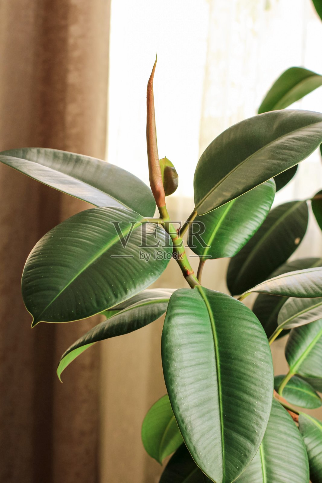 榕树弹性植物橡胶树在花盆与棕色窗帘窗。在新冠肺炎大流行期间保持身体隔离、在家、社交距离、隔离的概念。照片摄影图片
