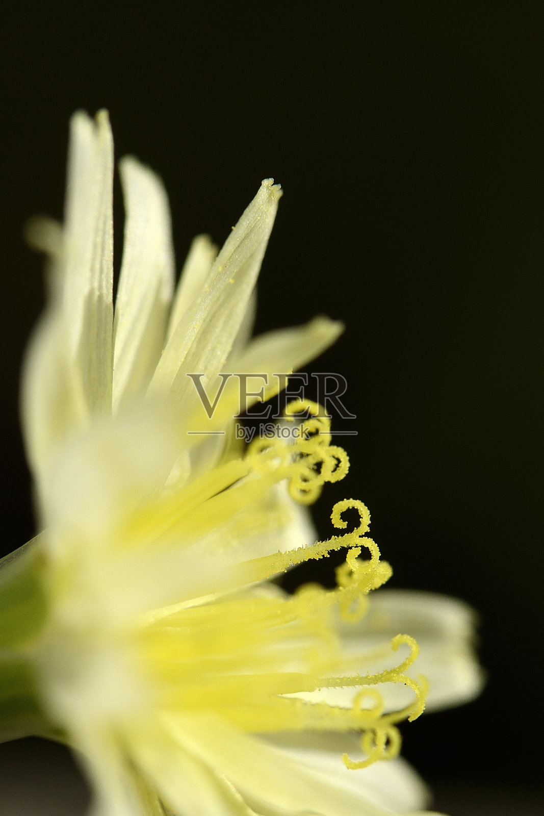 黄色的花照片摄影图片