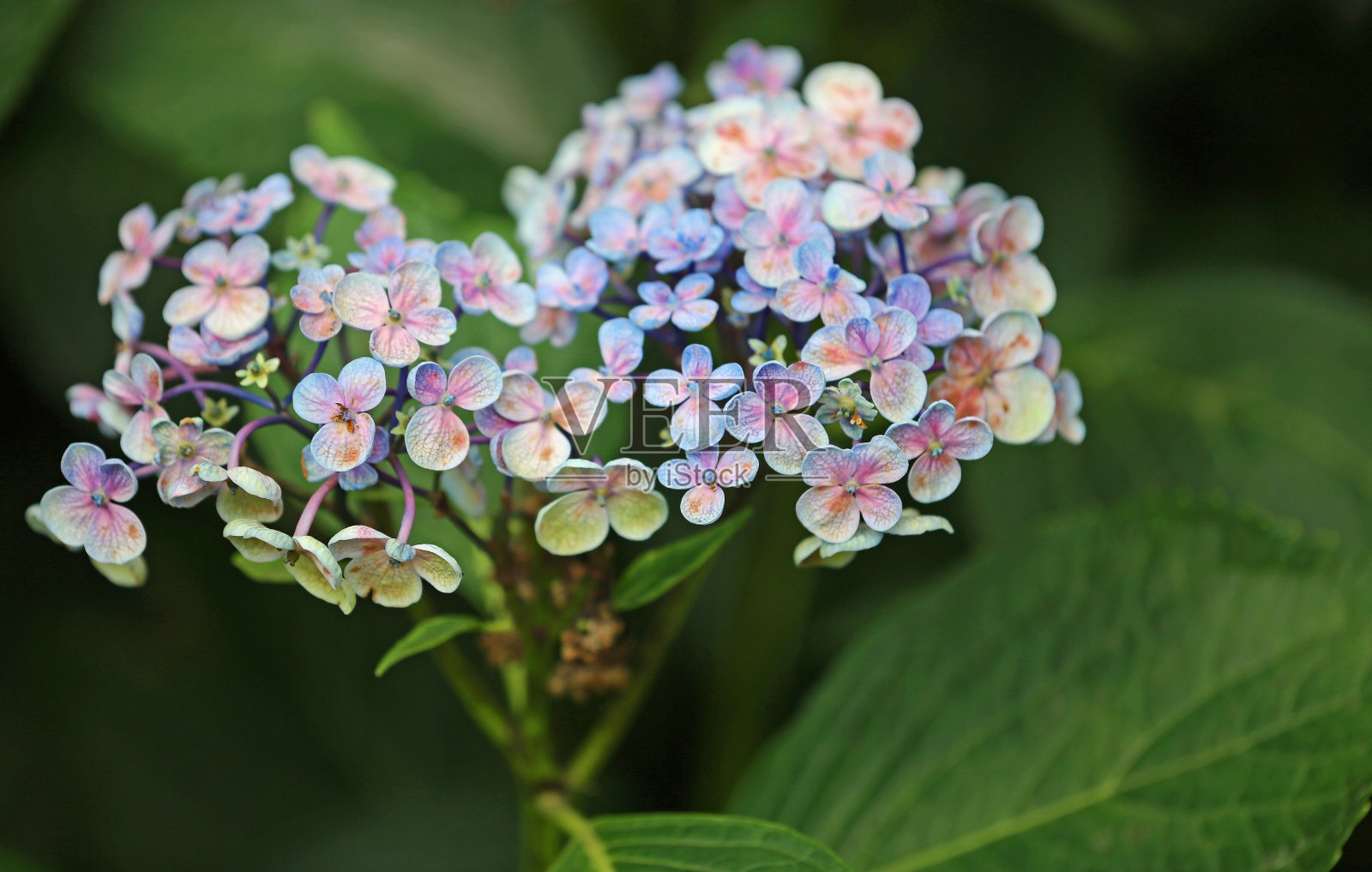 绣球花照片摄影图片