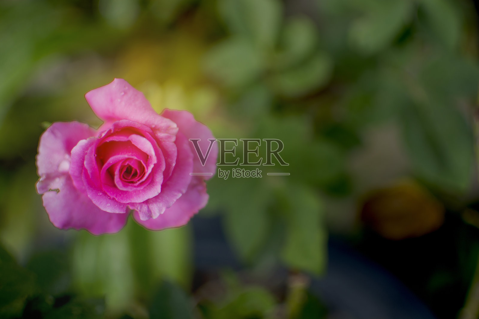 靠近粉红色的玫瑰和水滴在绿色的花园背景照片摄影图片