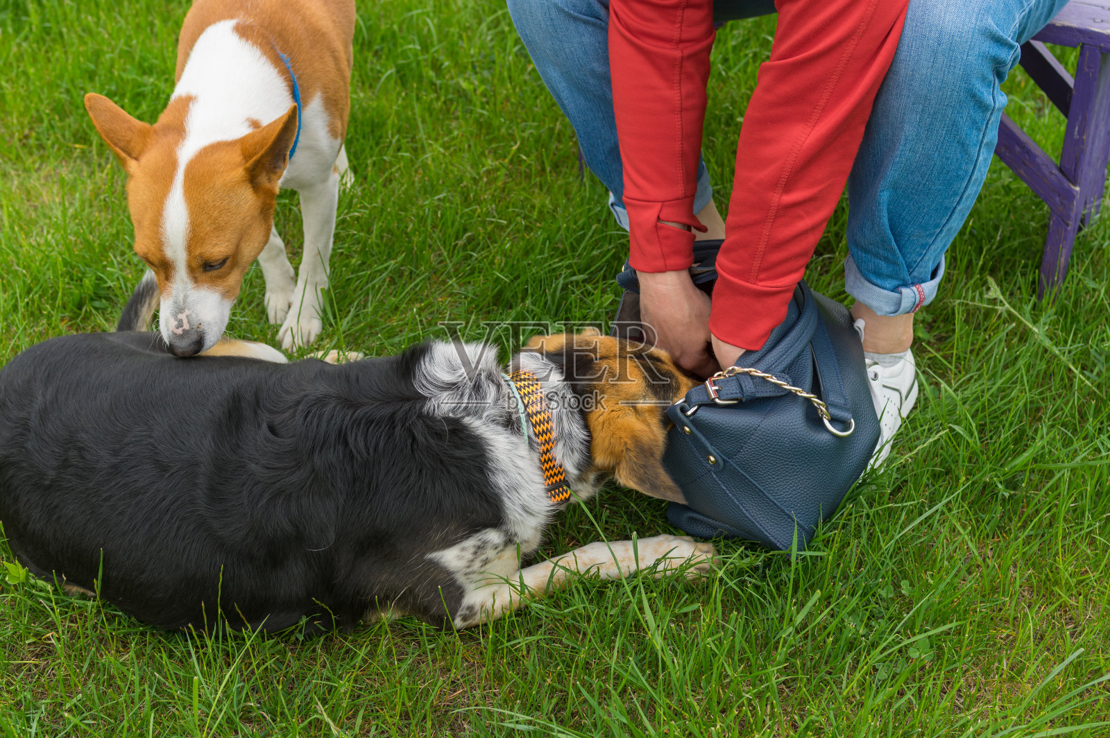 狗做主人的包检查，而巴森吉老板管理这个操作照片摄影图片