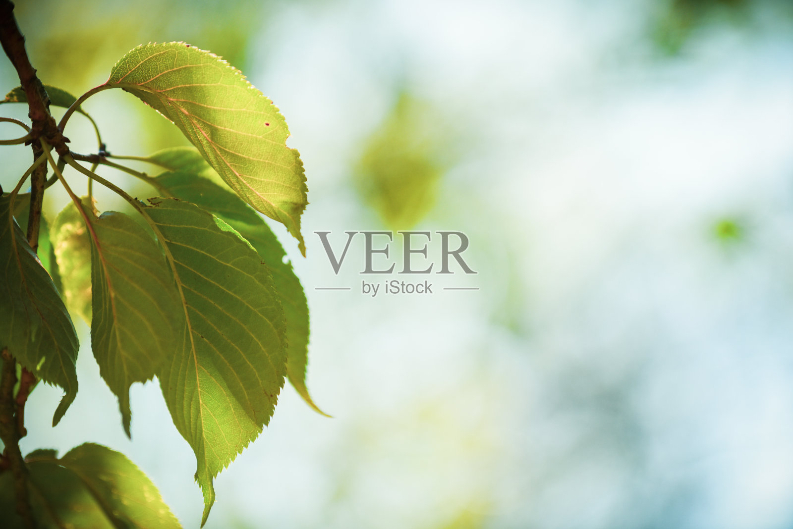 自然的户外背景，树叶和模糊的光线，没有人照片摄影图片