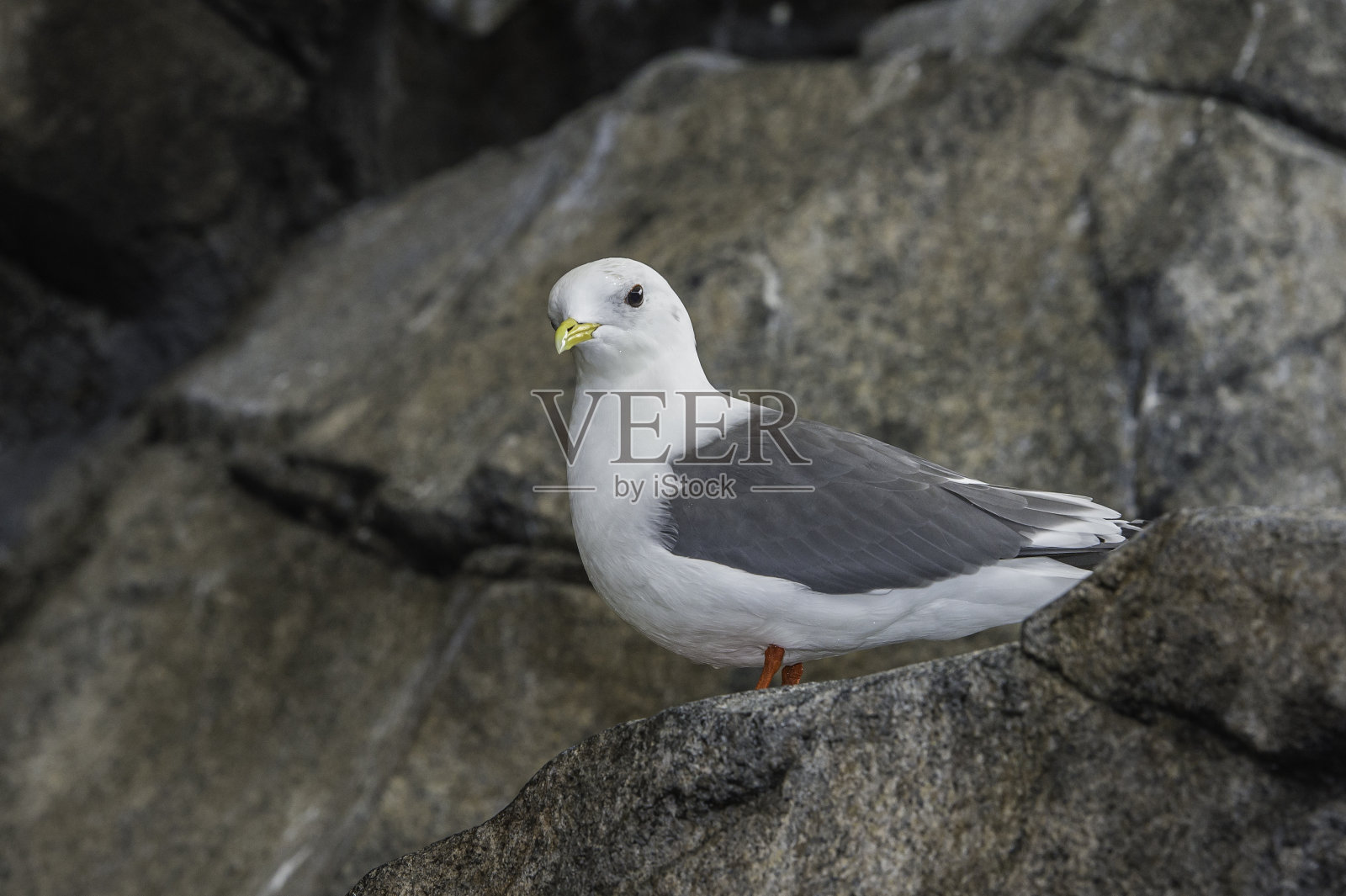 红腿三趾鸥(Rissa brevirostris)是鸥科三趾鸥的一种海鸟。照片摄影图片