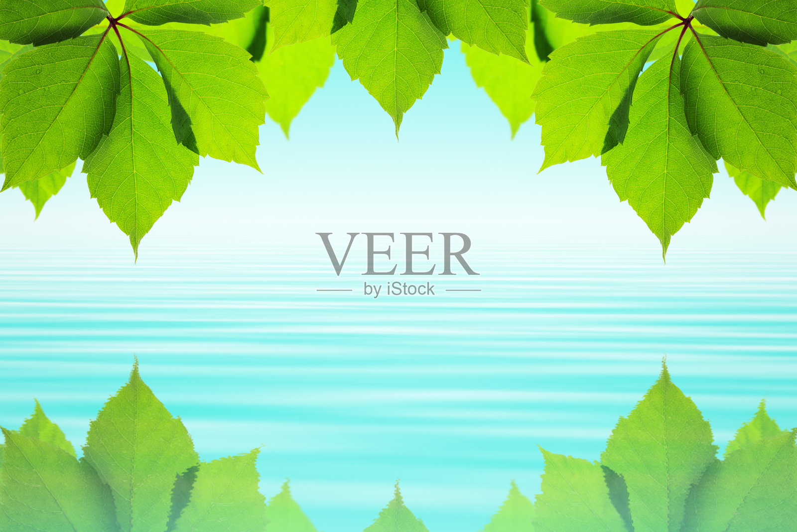 仿spaсe，新鲜的绿叶在水面上倒映在水面上照片摄影图片