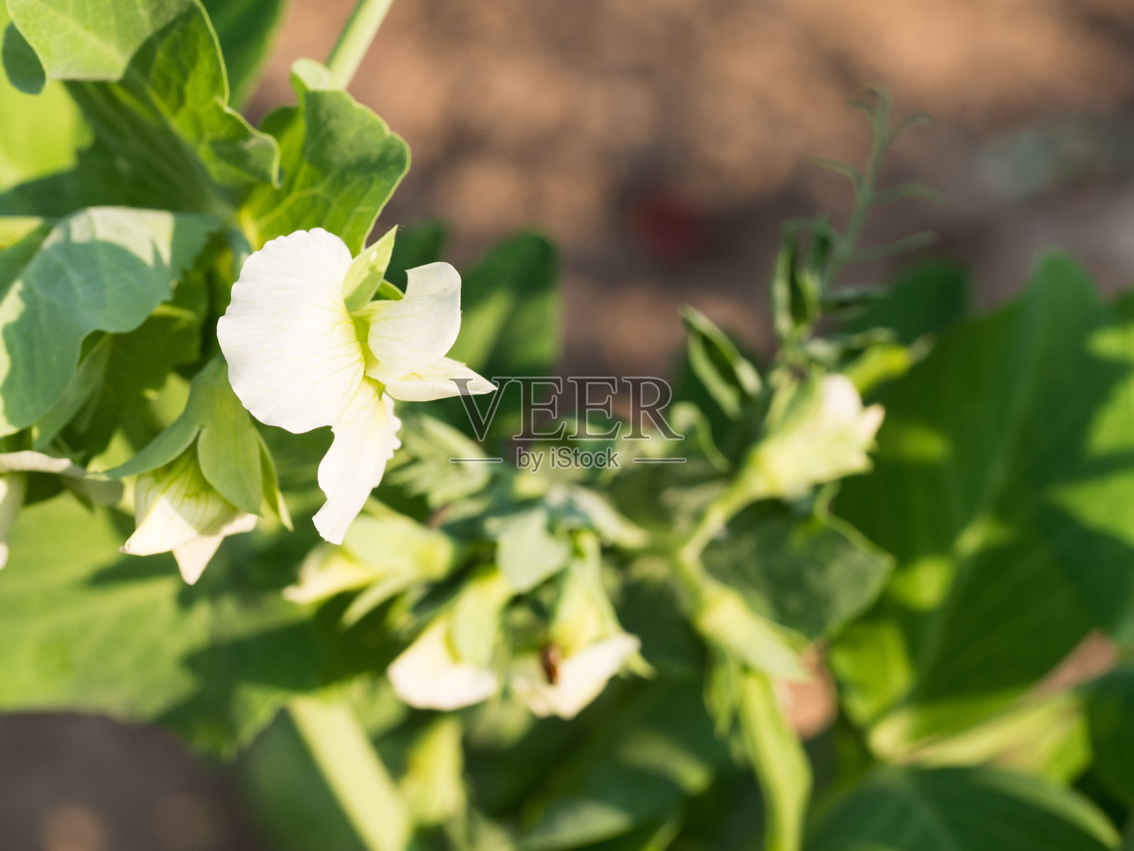 花园里长着白花的豌豆照片摄影图片
