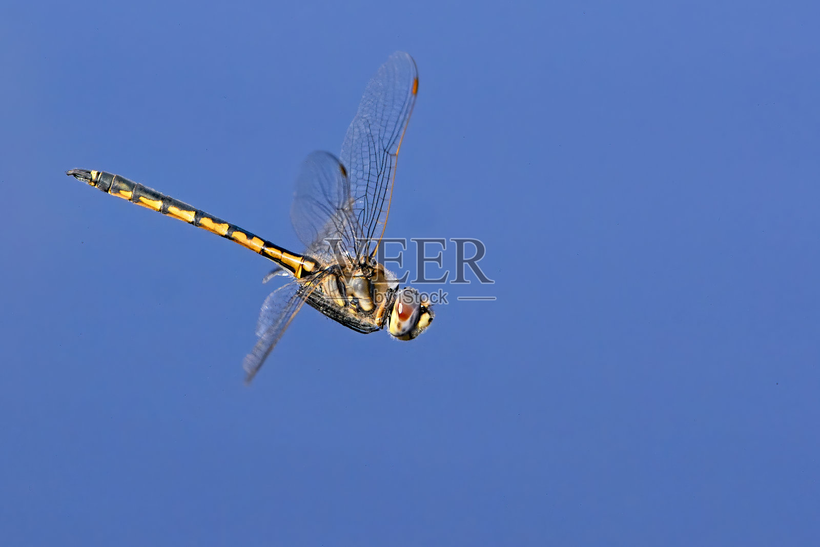 蜻蜓飞行照片摄影图片