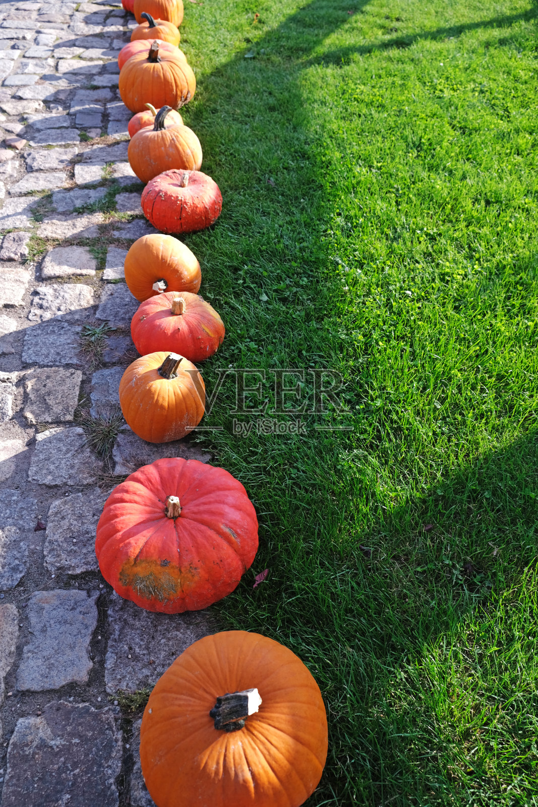 秋天的南瓜照片摄影图片