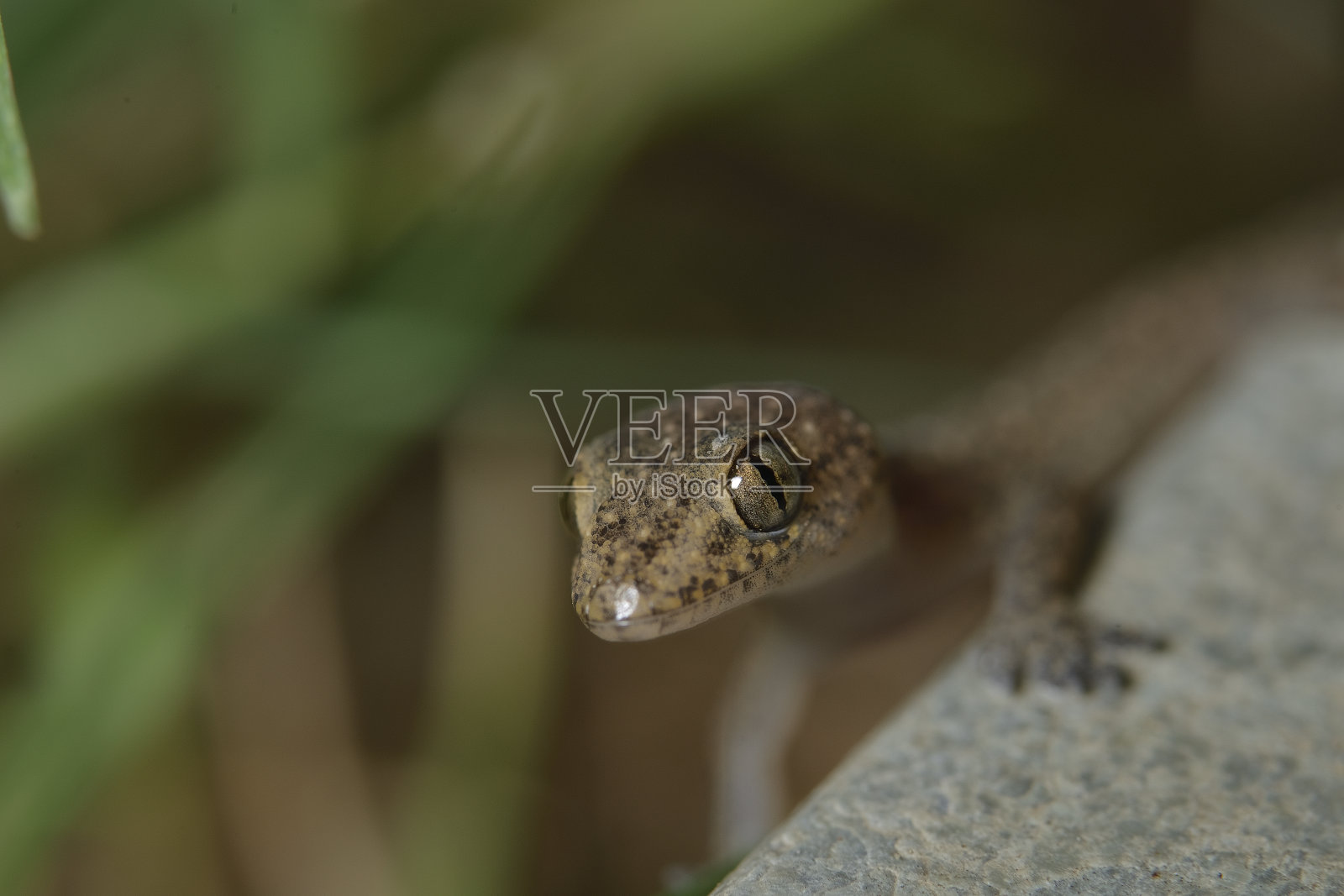 蜥蜴照片摄影图片