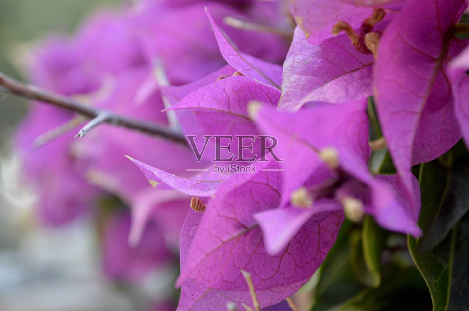 花照片摄影图片