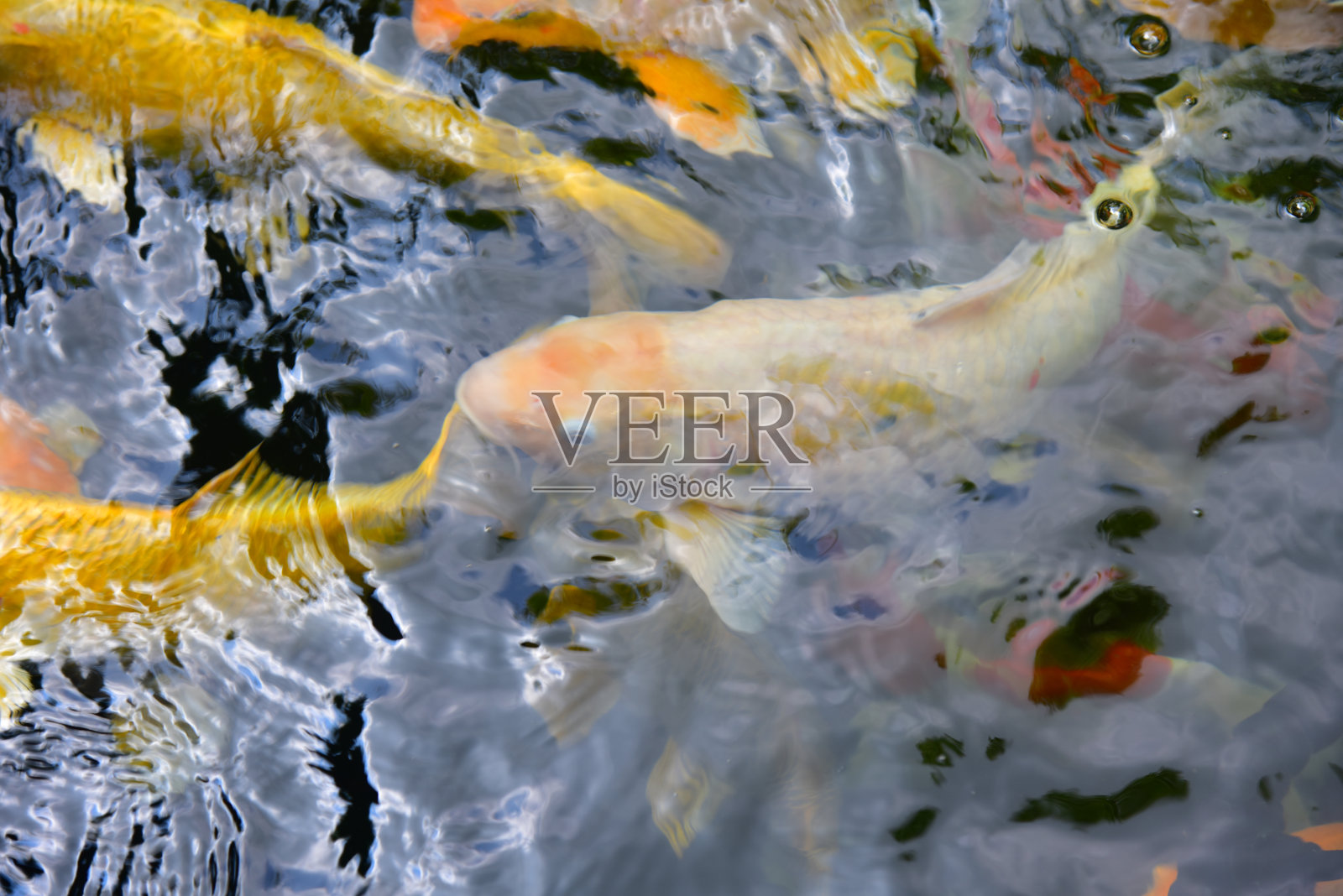 花哨的鲤鱼。照片摄影图片