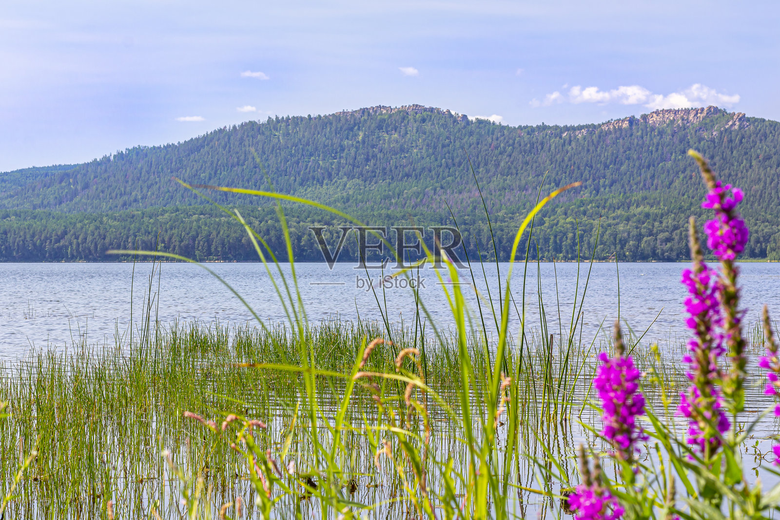 湖的风景。在一个阳光明媚的夏日，在一个绿色的山的观点。盛开的莎莉,柳草照片摄影图片