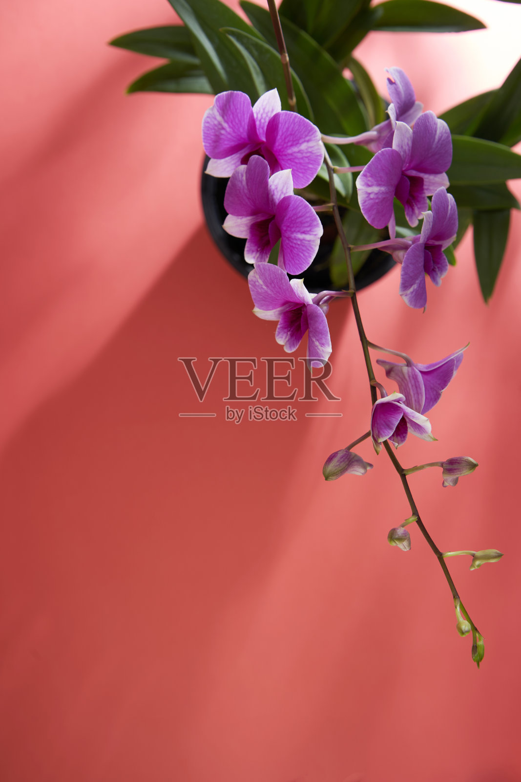 俯视图的兰花植物与紫色的花照片摄影图片