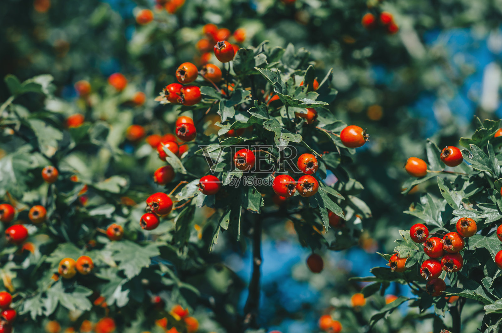 山楂树枝上成熟的红色浆果，深绿色的叶子。照片摄影图片