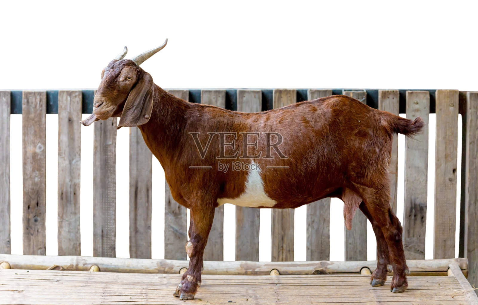 农场里的棕色山羊照片摄影图片