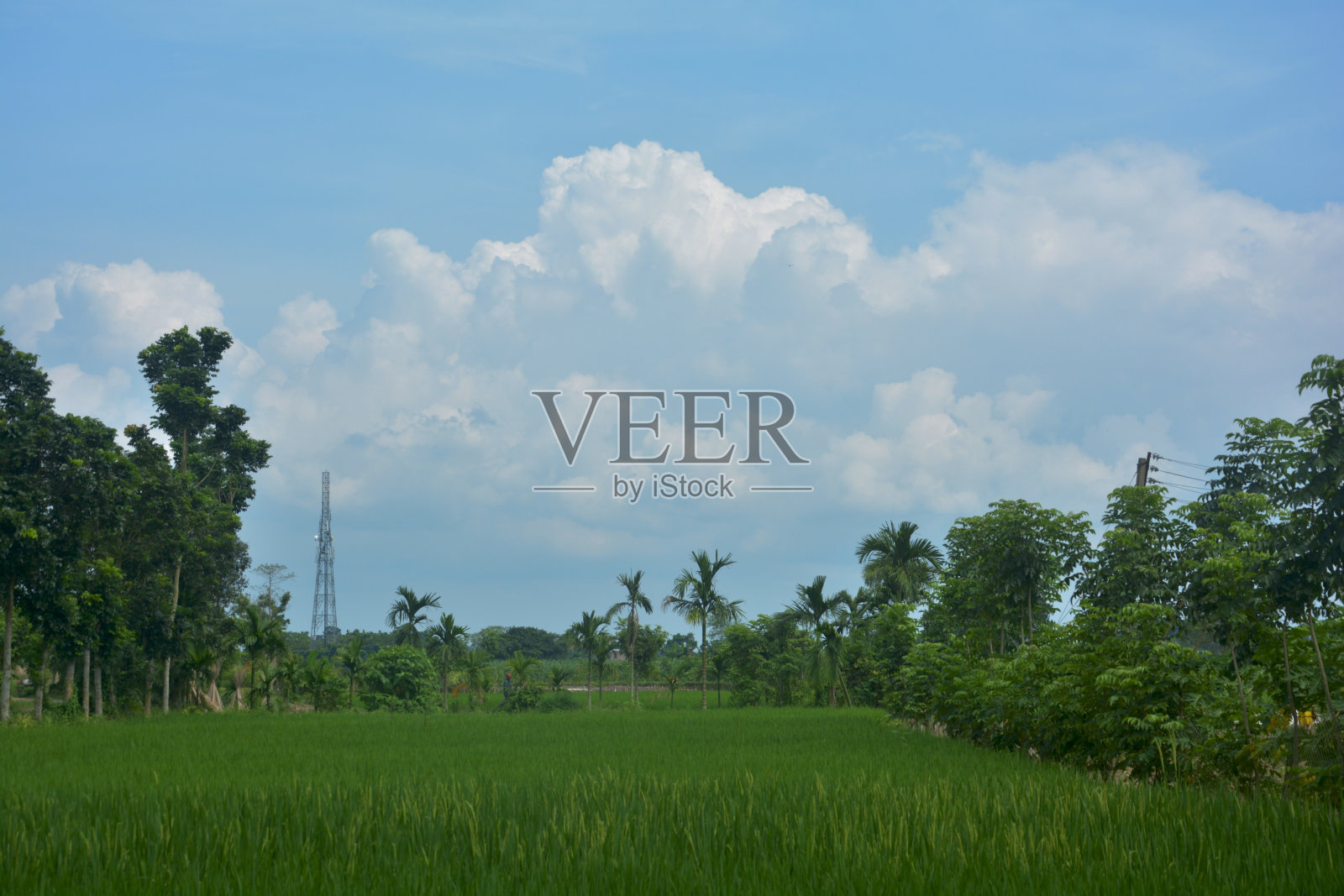 绿色的水稻植物、树木、蓝天、积云，选择性聚焦照片摄影图片