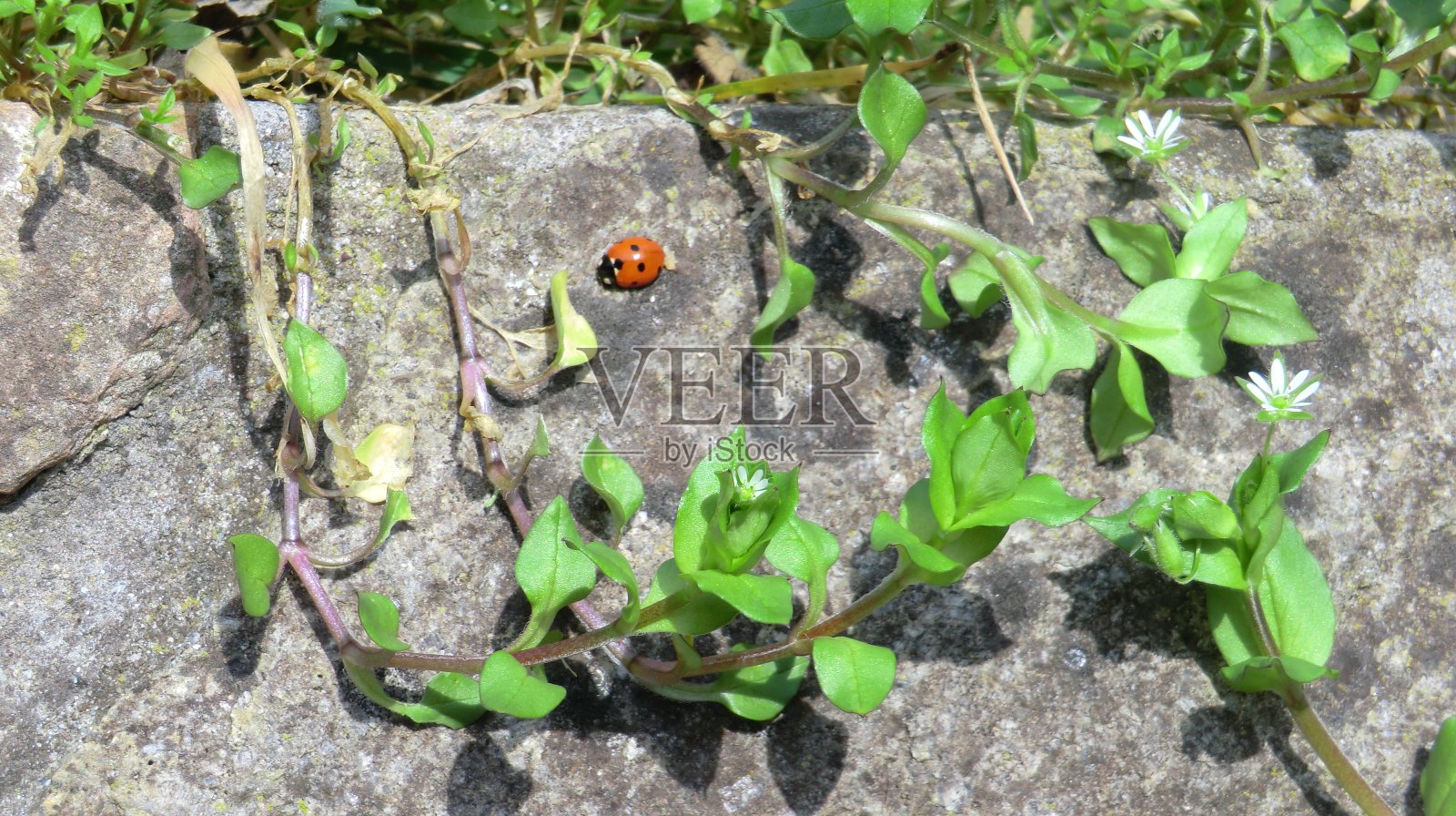 红色和绿色-绿红照片摄影图片