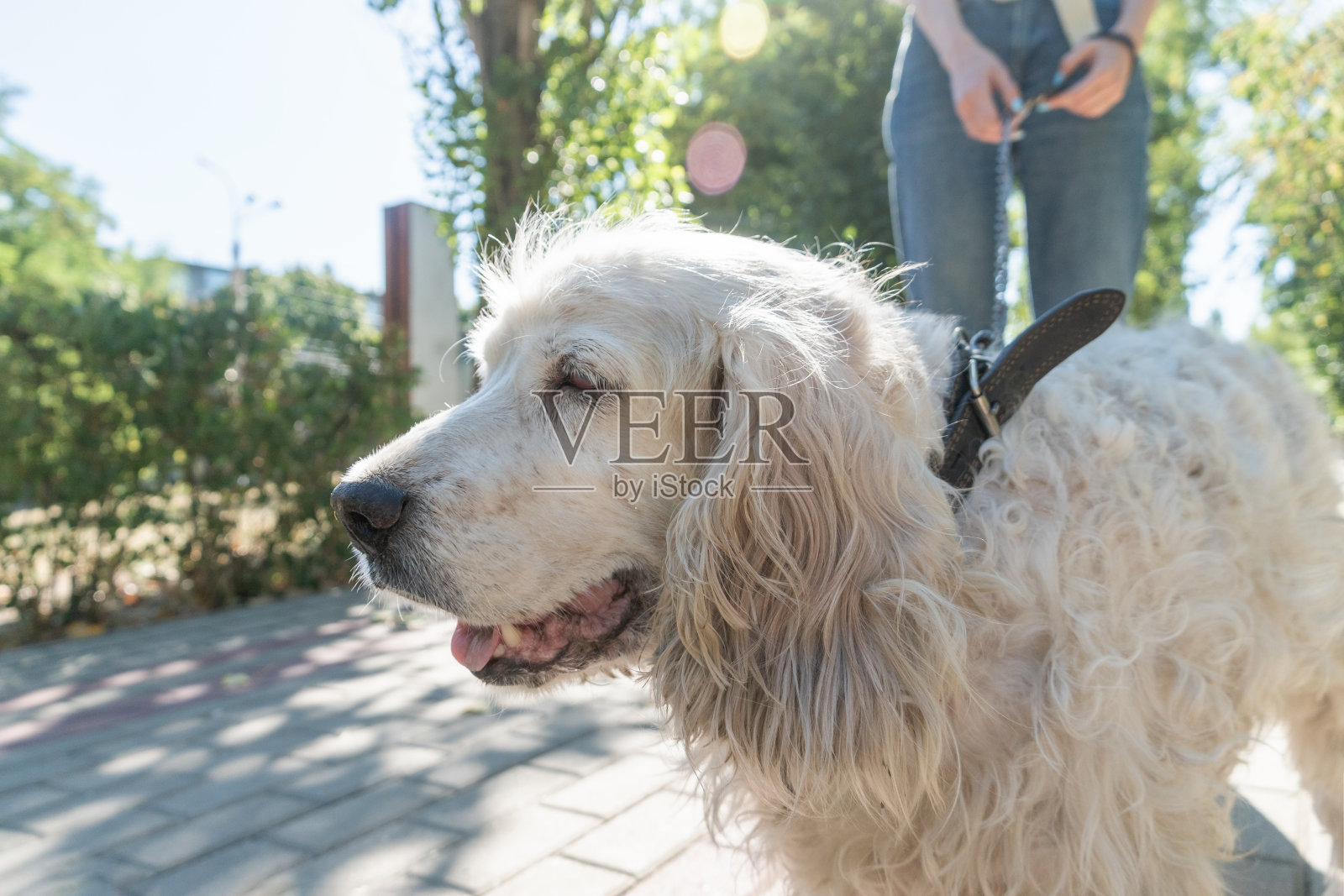 肖像快乐的老狗或西班牙猎犬，近距离照片摄影图片