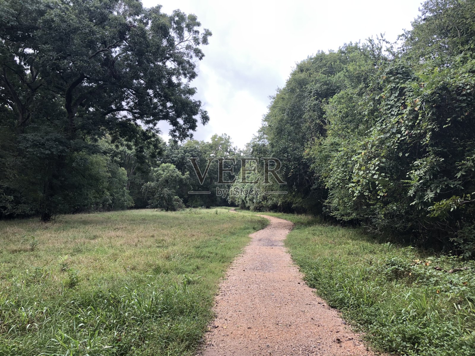 郁郁葱葱的森林里的徒步小径照片摄影图片