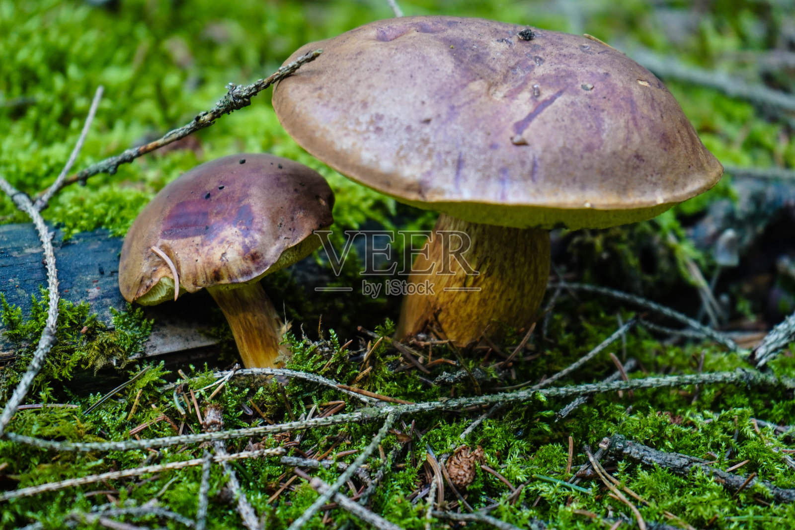 森林里的蘑菇照片摄影图片