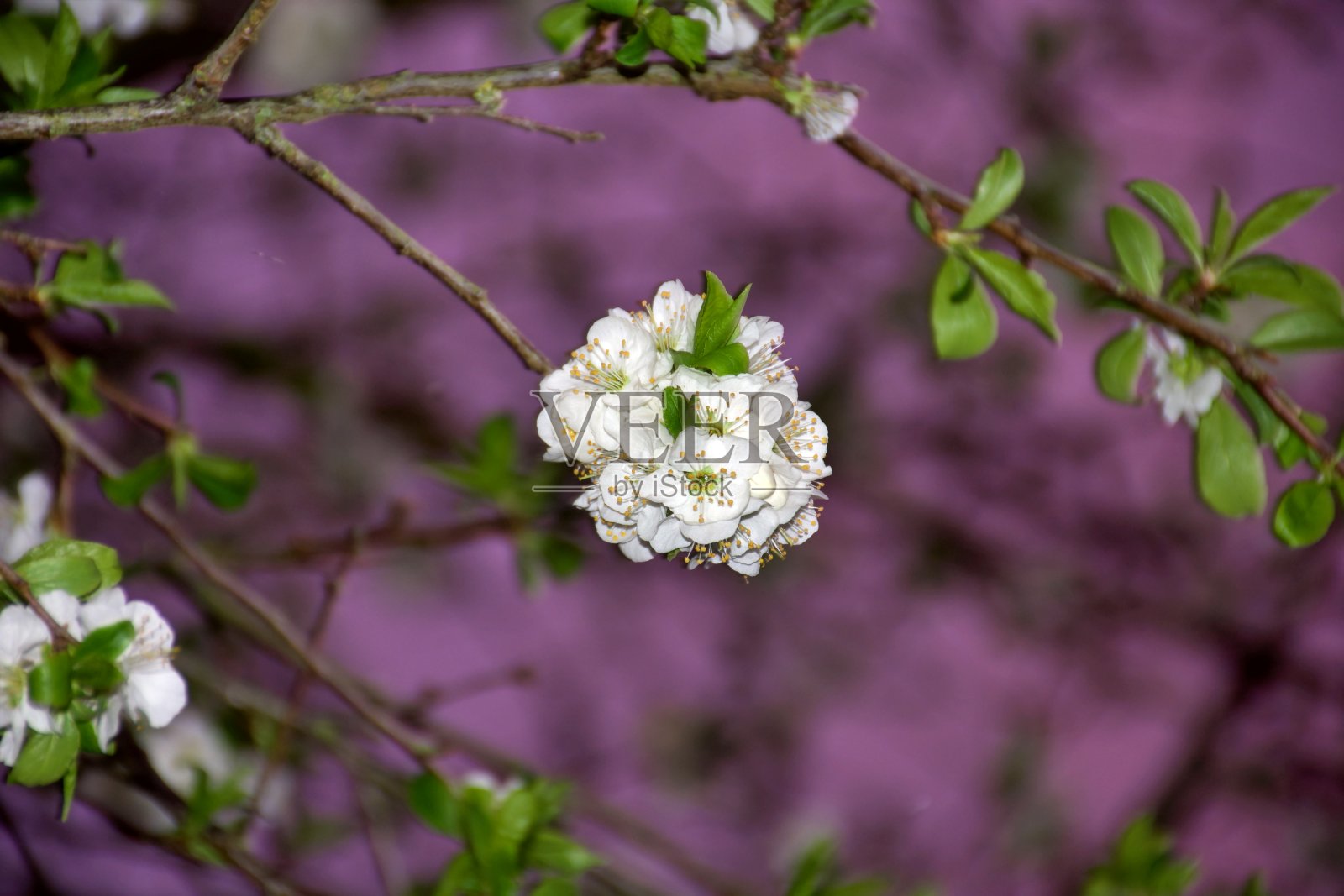 梅花黄昏照片摄影图片