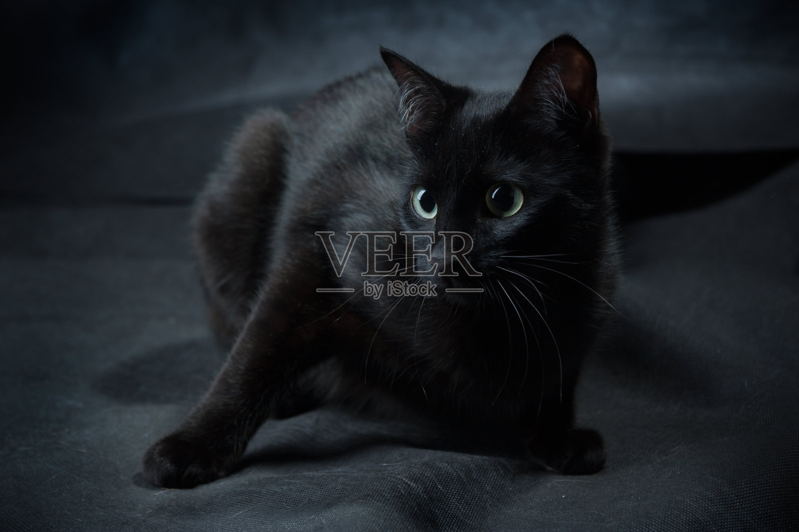 在黑暗的房间里找到一只黑猫可不容易照片摄影图片