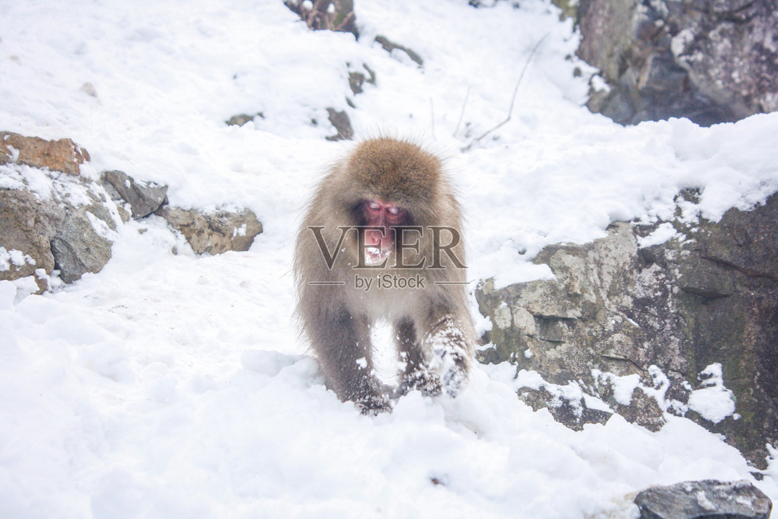 雪猴照片摄影图片