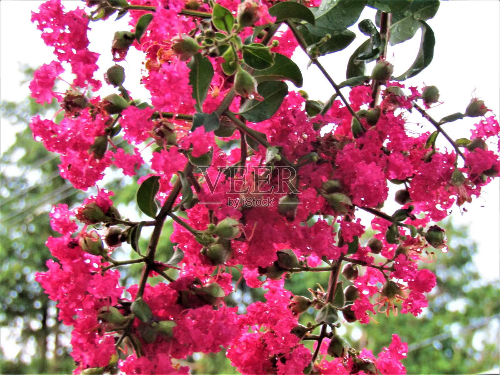 日本。9月。秋天开花。盛开的印度紫丁香。照片摄影图片