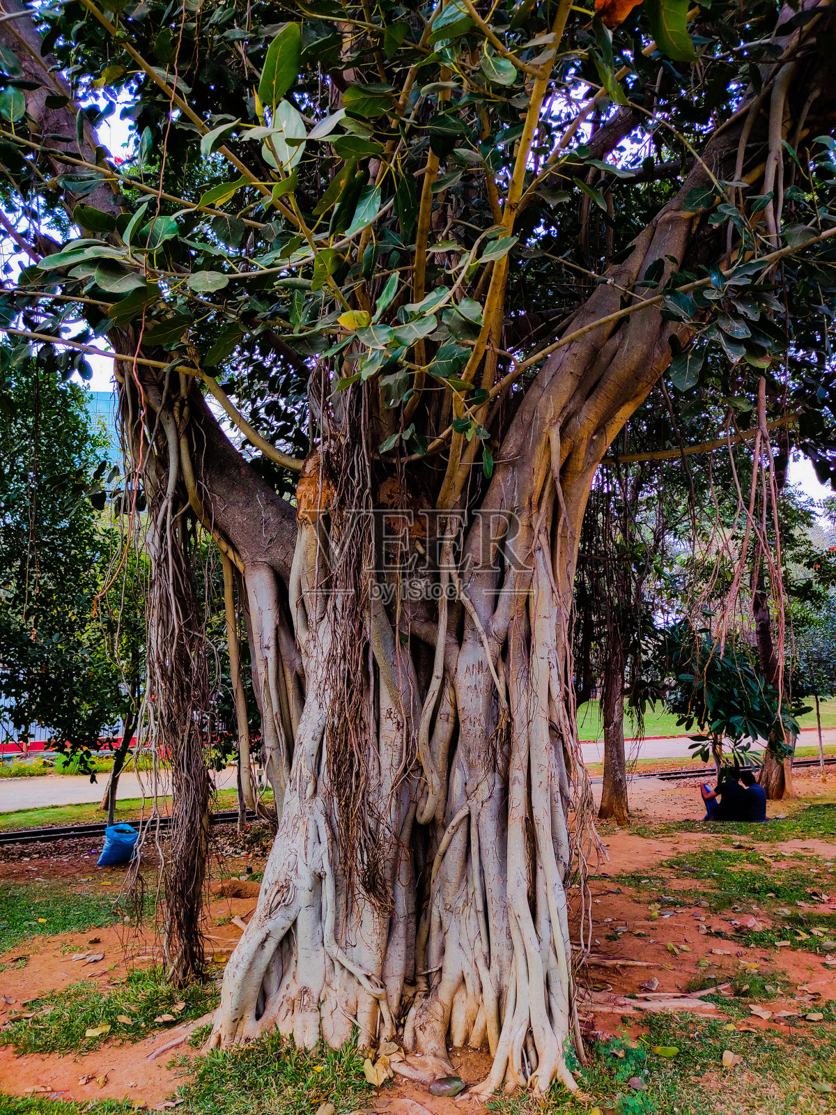 一棵有茎、枝、根的大榕树，令人惊叹的榕树墙纸，植物学概念背景。照片摄影图片