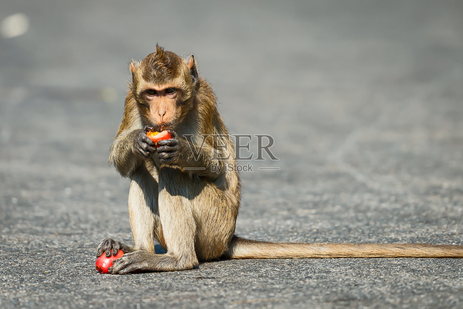 小猴子，热带丛林照片摄影图片