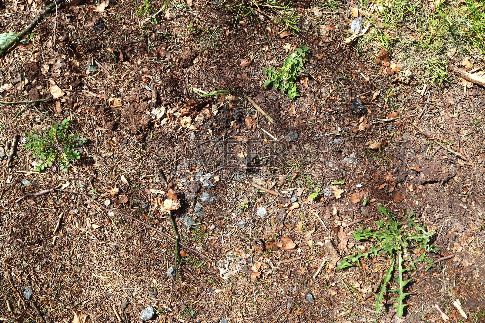 详细的近距离观察森林地面纹理与苔藓和树枝照片摄影图片