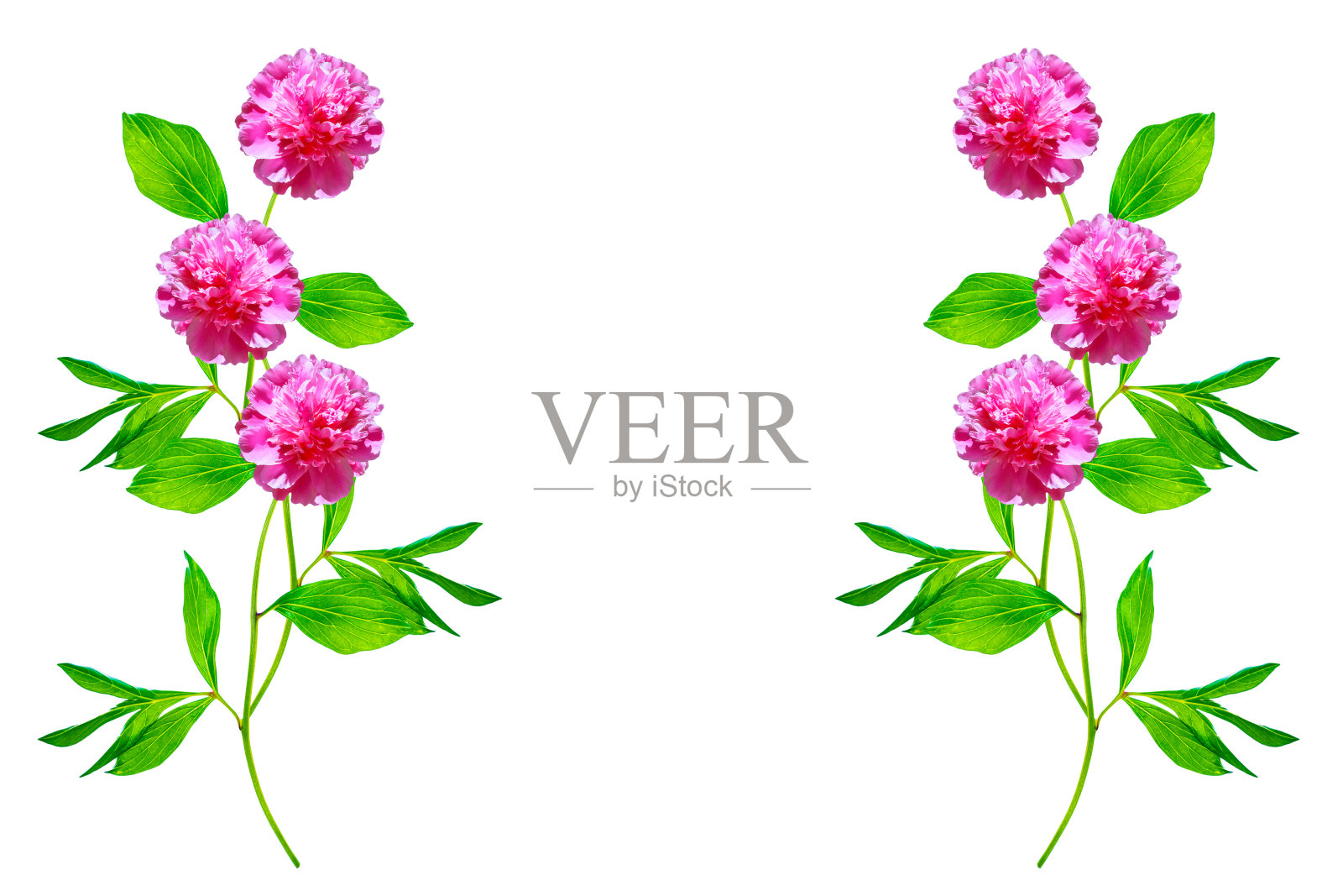 色彩鲜艳的牡丹照片摄影图片