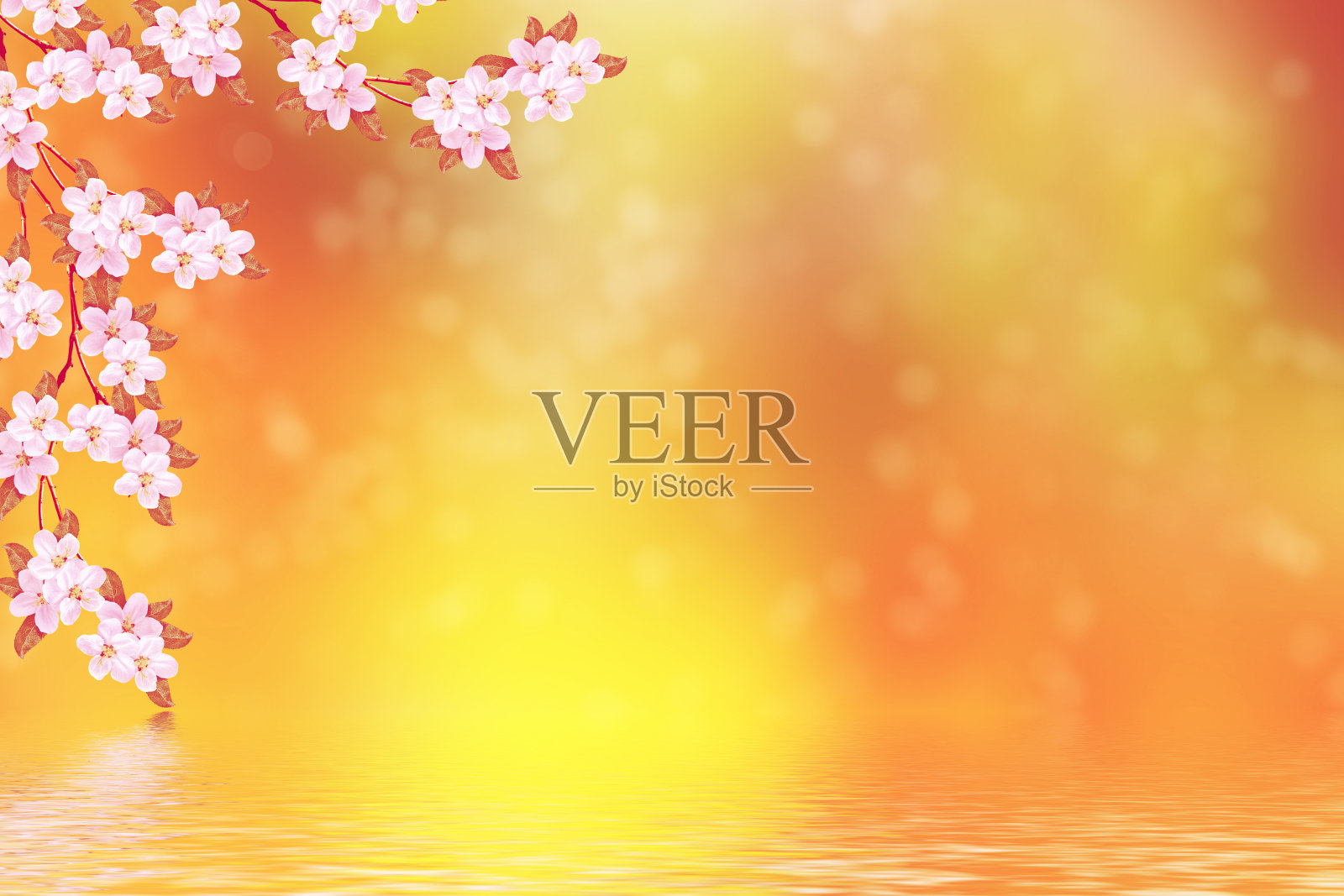 苹果开花分支。照片摄影图片