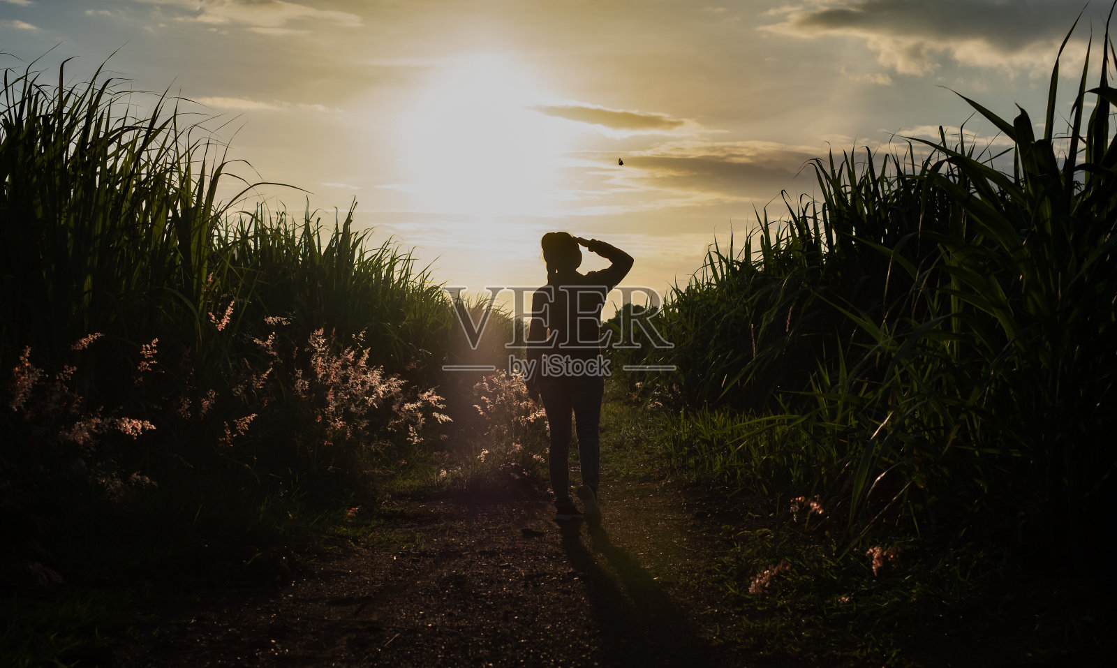 在夕阳西下的傍晚，农妇的剪影站在甘蔗种植园里照片摄影图片