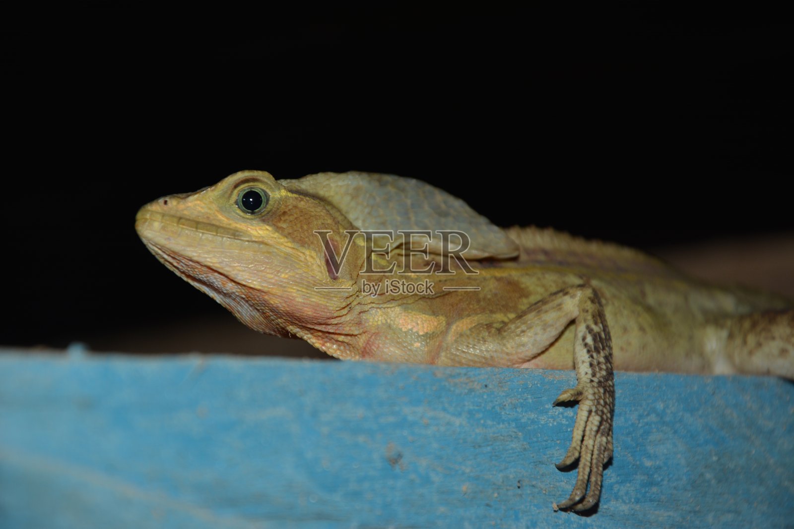 野生照片摄影图片