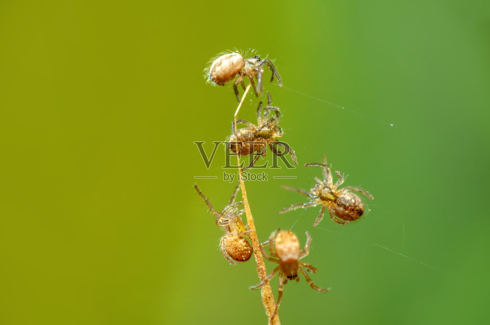 美丽的年轻蜘蛛在蜘蛛网上照片摄影图片