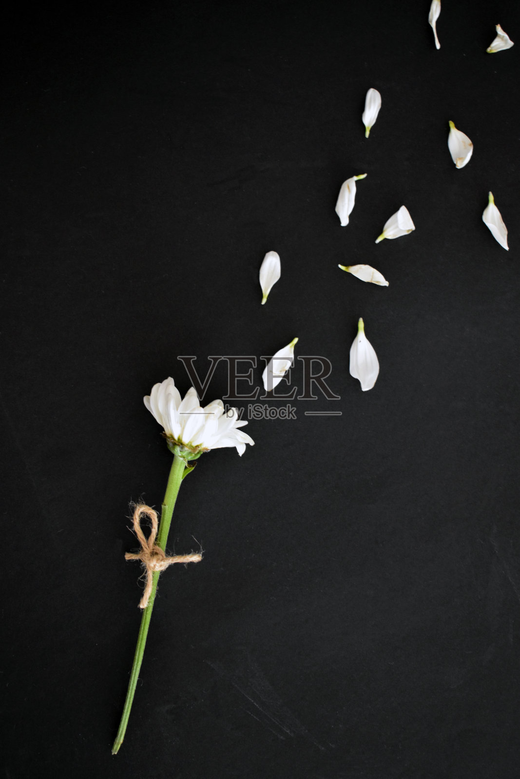 黑色背景上的雏菊照片摄影图片