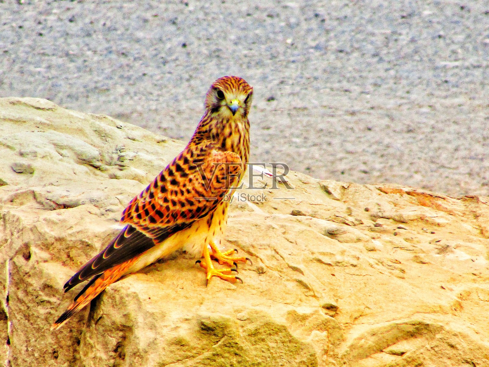 红隼在岩石上照片摄影图片