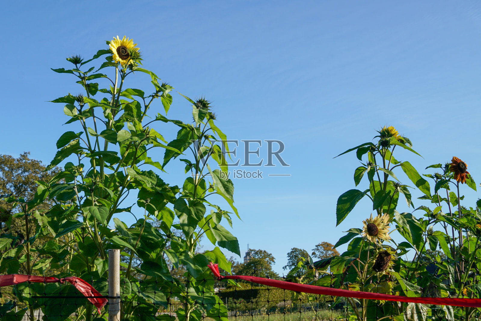 花园里美丽的向日葵照片摄影图片