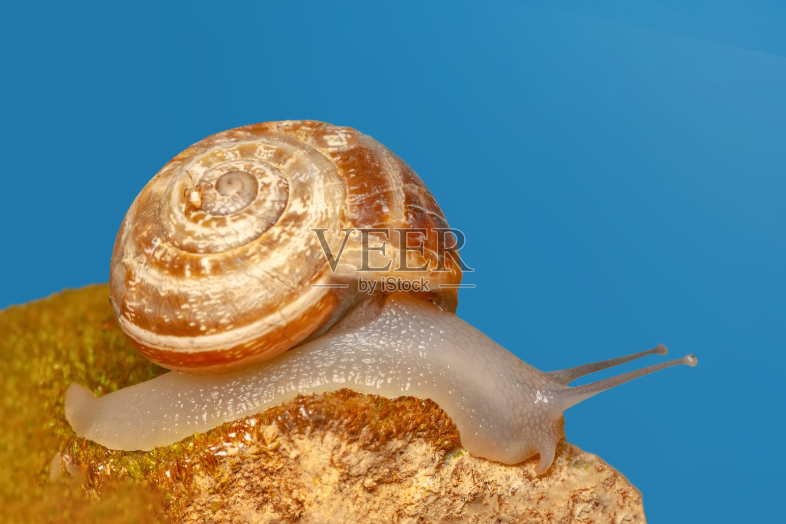 近距离观察花园里美丽的蜗牛照片摄影图片